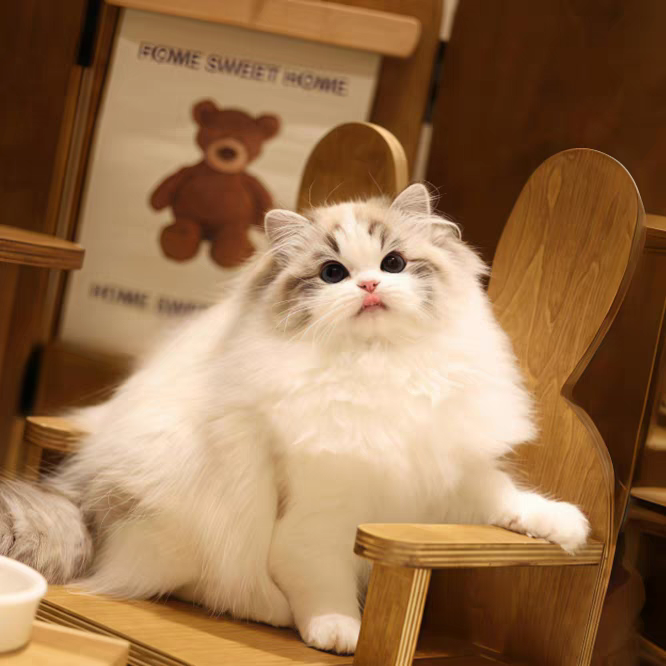 猫舍直销批发价格出售布偶猫